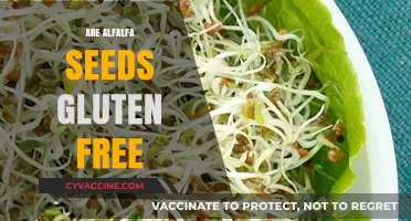 Are Alfalfa Seeds Gluten-Free? A Comprehensive Guide for Dieters