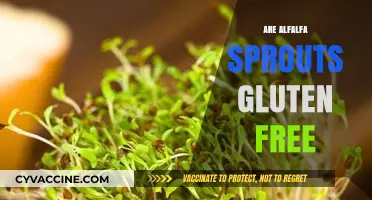 Are Alfalfa Sprouts Gluten-Free? A Comprehensive Guide for Dieters