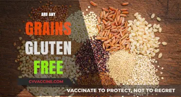 Exploring Gluten-Free Grains: Safe Options for a Healthy Diet