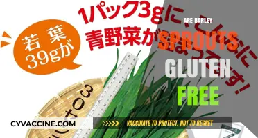 Are Barley Sprouts Gluten-Free? Unraveling the Truth for Celiacs