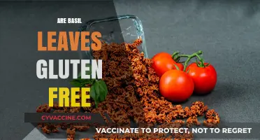 Are Basil Leaves Gluten-Free? A Complete Guide to Fresh Herbs