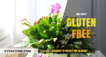 Are Cacti Gluten Free? Exploring the Edible Truth About These Plants