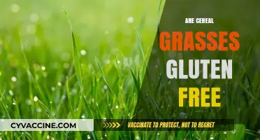 Are Cereal Grasses Gluten-Free? Unraveling the Truth for Your Diet