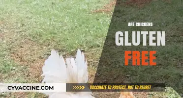Are Chickens Gluten-Free? Unraveling the Truth About Poultry Diets
