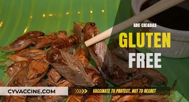 Cicadas and Gluten: Unraveling the Truth About Their Edibility