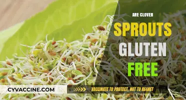 Are Clover Sprouts Gluten-Free? A Complete Guide to Safe Eating