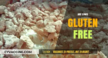 Are Cows Gluten-Free? Unraveling the Truth About Dairy and Gluten