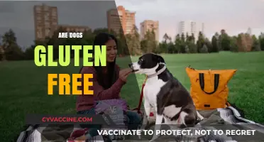 Can Dogs Eat Gluten? Unraveling the Truth About Their Diet