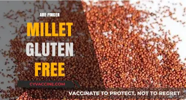 Is Finger Millet Gluten-Free? Discover the Truth and Benefits