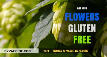 Are Hops Flowers Gluten-Free? Unraveling the Beer Ingredient Mystery