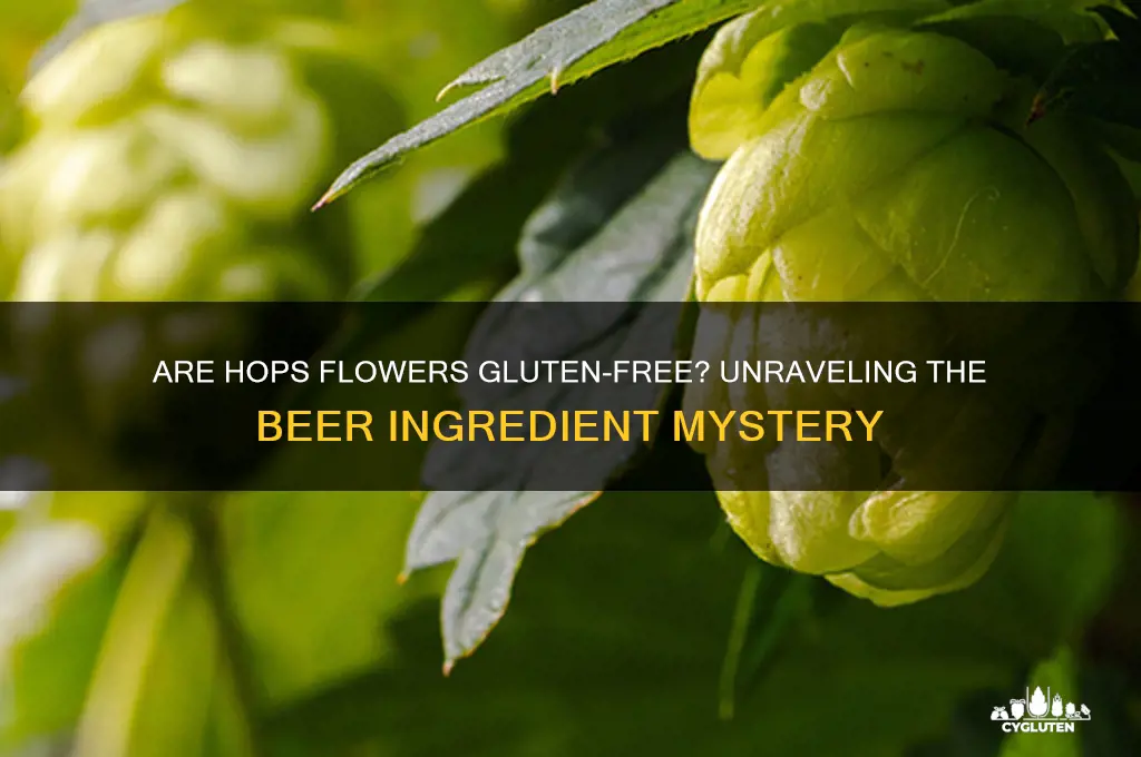 are hops flowers gluten free