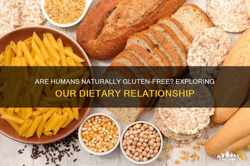 are humans gluten free