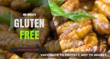 Are Insects Gluten-Free? Exploring Edible Bugs for Celiac Diets