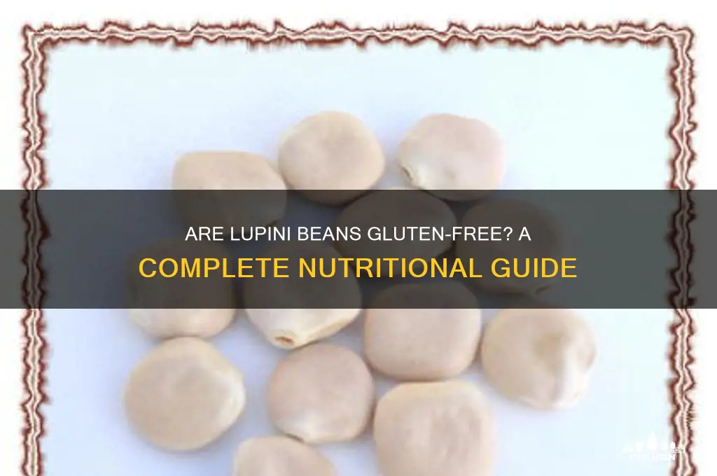 are lupini beans gluten free