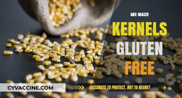 Are Maize Kernels Gluten-Free? Uncovering the Truth for Celiac Diets