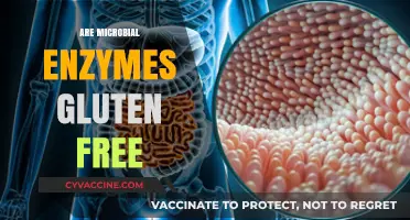 Microbial Enzymes and Gluten: Are They Truly Gluten-Free?