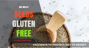 Are Millet Seeds Gluten-Free? Unraveling the Truth for a Healthy Diet
