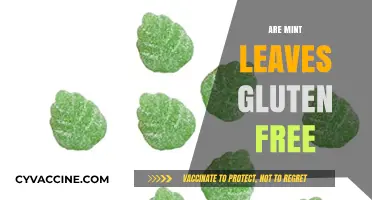 Are Mint Leaves Gluten-Free? A Complete Guide to Fresh Herbs