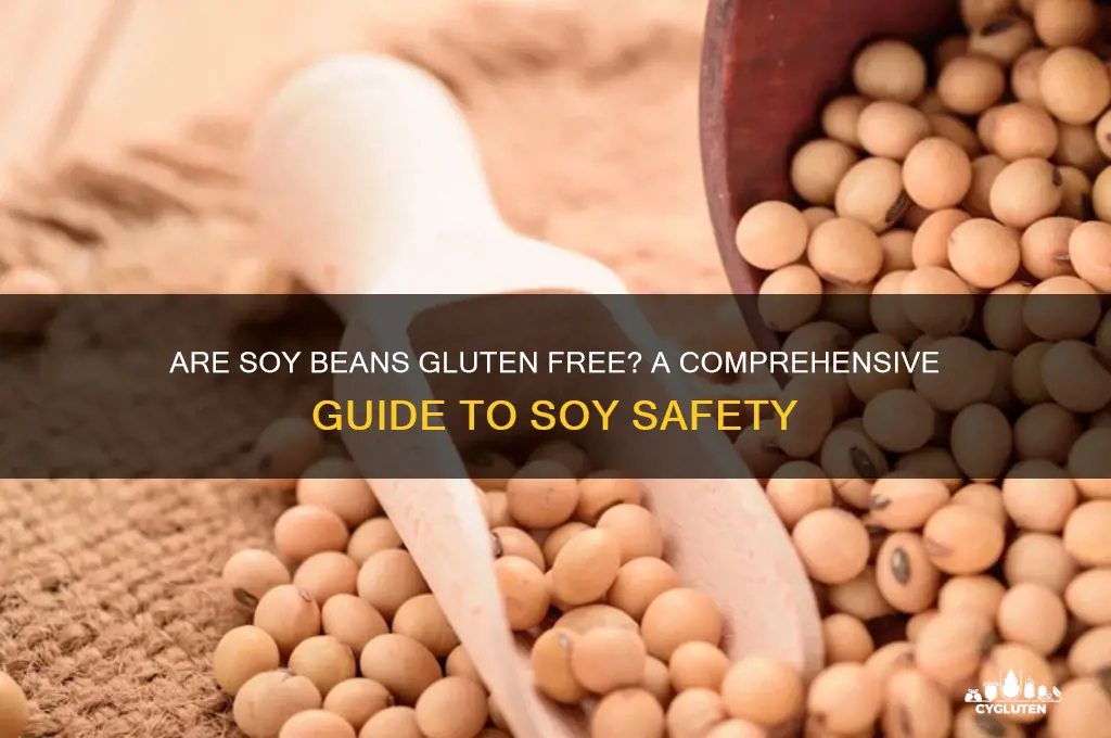 are soy beans gluten free