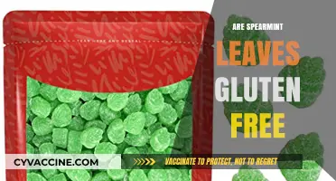 Are Spearmint Leaves Gluten Free? A Complete Guide for Celiacs