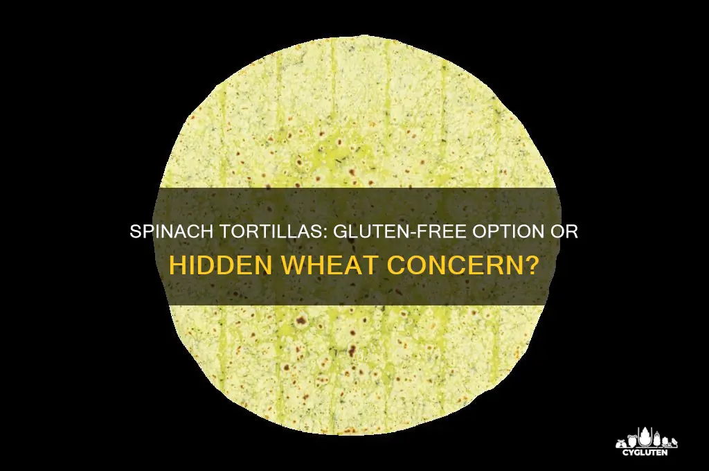 are spinach tortilla gluten free
