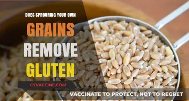 Unlocking the Truth: Sprouting Grains and Gluten Reduction