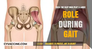 Unraveling the Glut Max's Impact on Gait Mechanics
