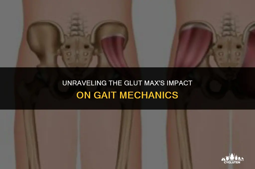 does the glut max play a large role during gait