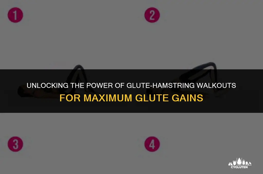 does the glute-hamstring walkout exersice the gluteus maximus