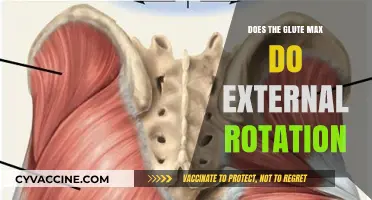 Unveiling the Glute Max's Role in External Rotation: A Comprehensive Guide