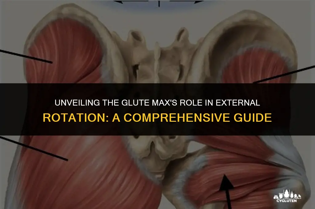 does the glute max do external rotation