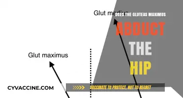 Exploring the Role of the Gluteus Maximus in Hip Abduction