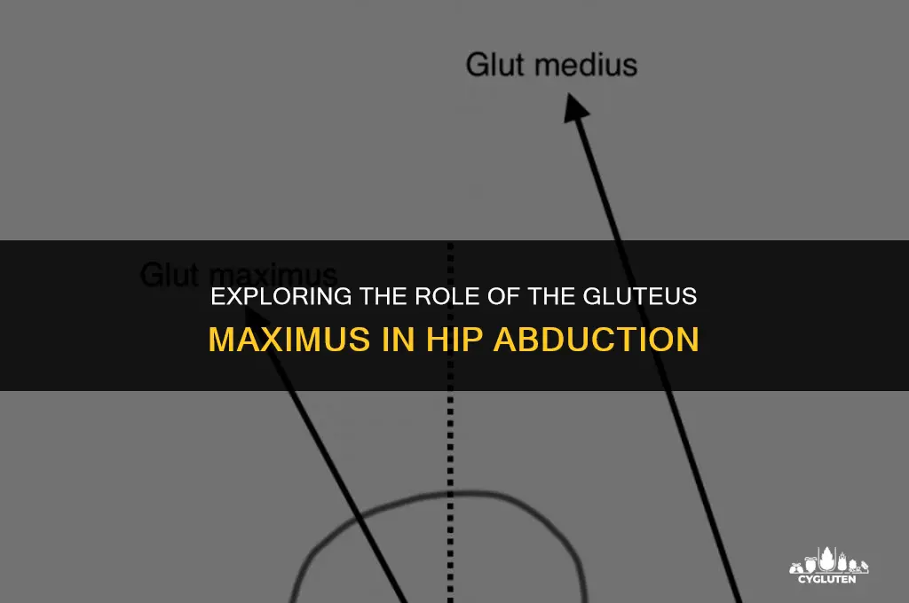 does the gluteas maximus abduct the hip