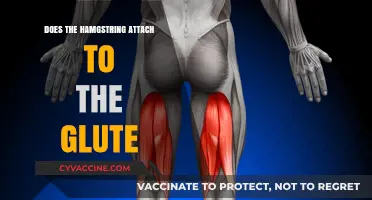 Exploring the Anatomy: How the Hamstring Connects to the Glute