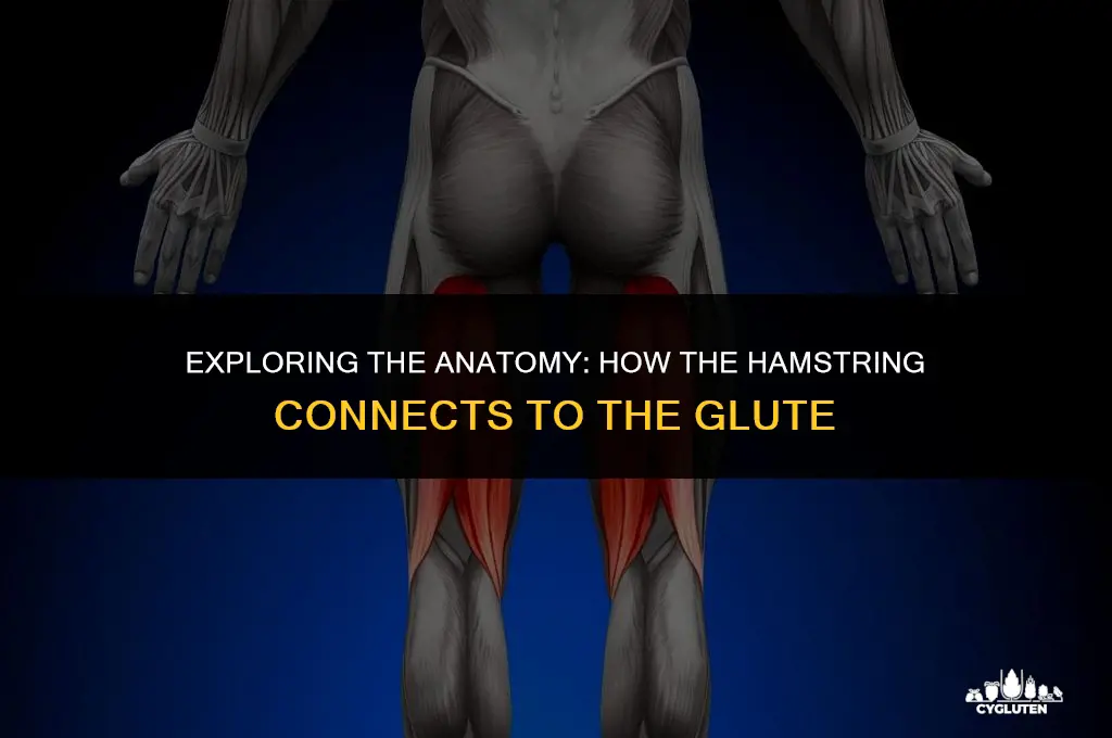does the hamgstring attach to the glute