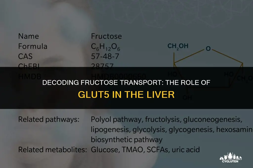 does the luver use glut-5 for fructose