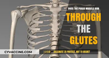 Unraveling the Psoas Muscle's Path: Does It Traverse the Glutes?