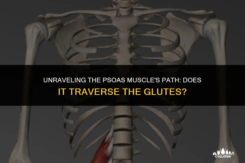 does the psoas muscle run through the glutes