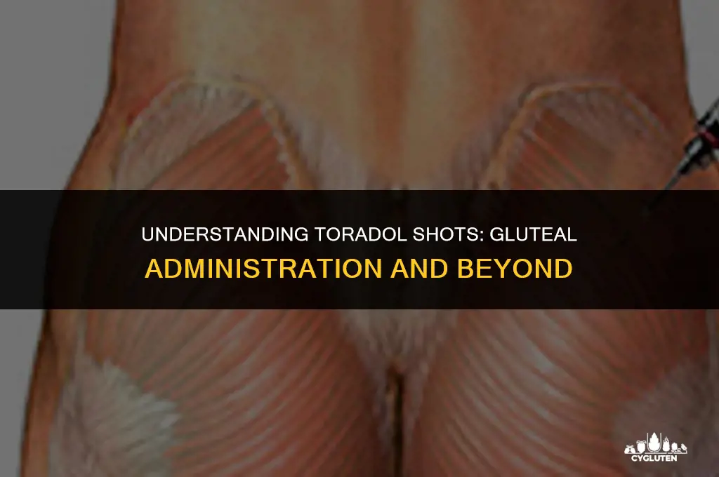 does toradol shot go in glute muscles