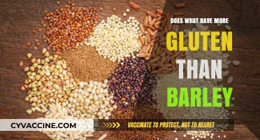 Exploring Gluten Content: Barley vs. Other Grains