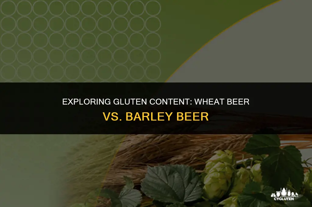 does wheat beer have more gluten than barley