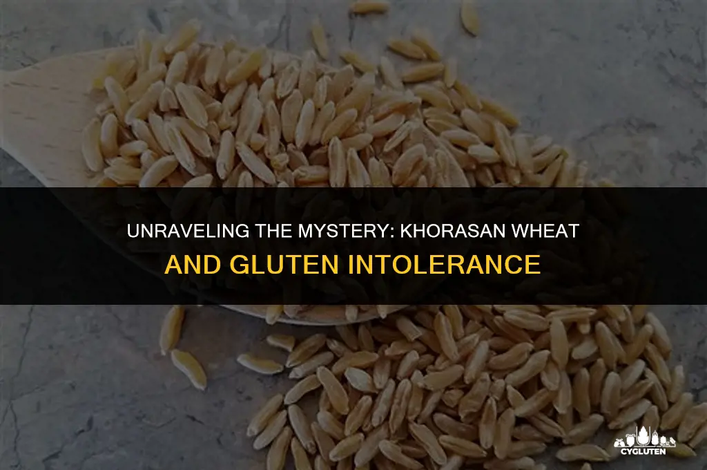 does whole grain khorasan wheat cause gluten intolerance