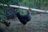 gluten chicken