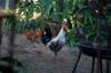 gluten chicken