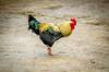 gluten chicken