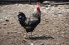 gluten chicken