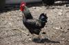 gluten chicken