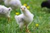 gluten chicken