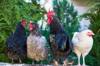gluten chicken