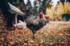 gluten chicken